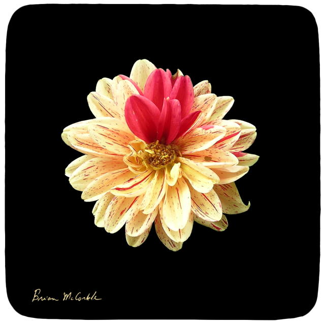 (image for) Hibiscus Red Accent Black